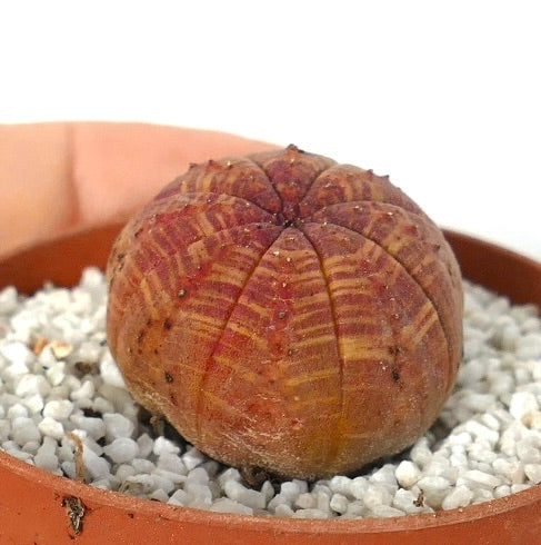 Euphorbia obesa succulent with round ribbed body and red-yellow striped pattern