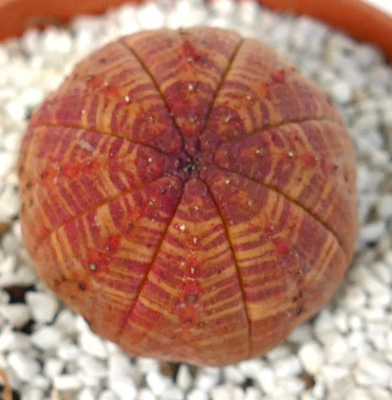 Suculenta Euphorbia obesa con forma redonda y patrón de rayas rojo-amarillas en la superficie