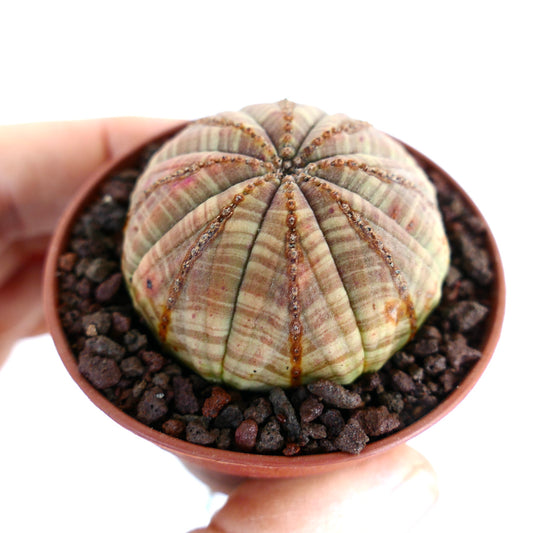 에우포르비아 오베사 다육 식물, 둥글고 골이 진 몸체와 은은한 줄무늬 패턴이 있는 선인장