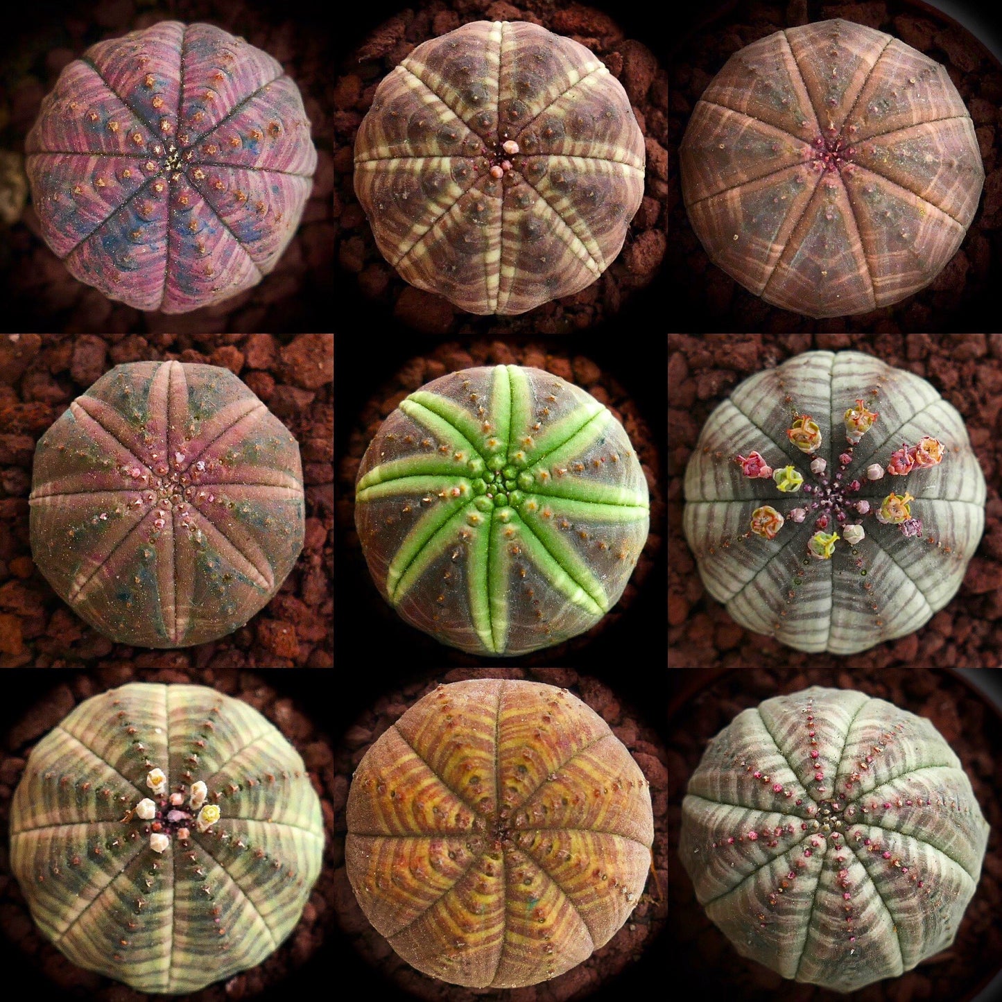 Euphorbia obesa succulent cactus seeds with varied rib patterns and colorful textures