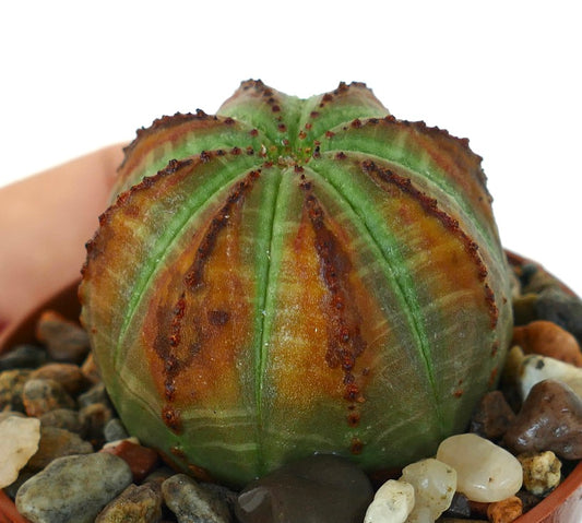 Close-up of Euphorbia obesa, a spherical ribbed succulent with green and rust-colored segments, planted among decorative pebbles.
