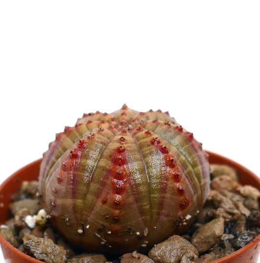 Euphorbia obesa succulent with rounded ribbed body and red-tipped tubercles in pot