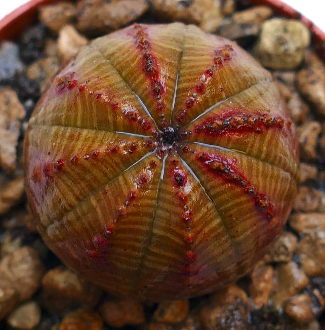 Euphorbia obesa succulent cactus with round ribbed body and red markings