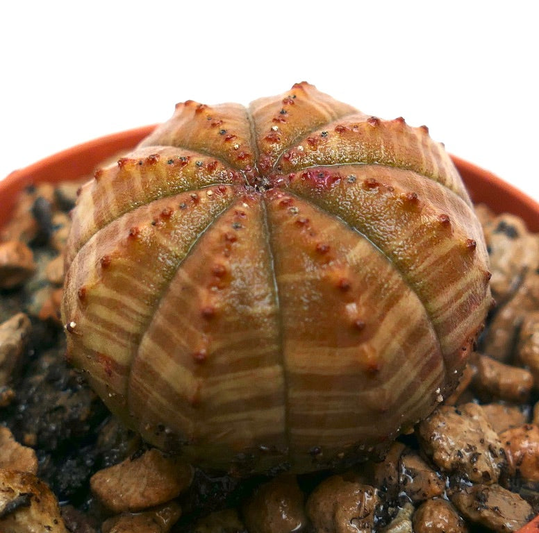 Euphorbia obesa succulent cactus with ribbed, rounded shape and small reddish tubercles