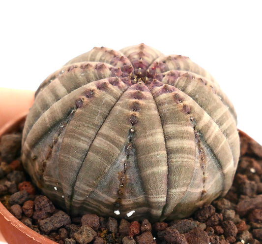 Suculenta Euphorbia obesa con costillas redondeadas y textura a rayas verde pardo apagado