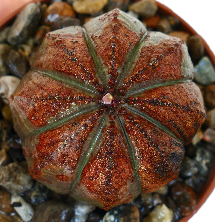 Overhead view of Euphorbia obesa in a pot, featuring strong reddish-brown rib patterns with a small pinkish bud at the center.