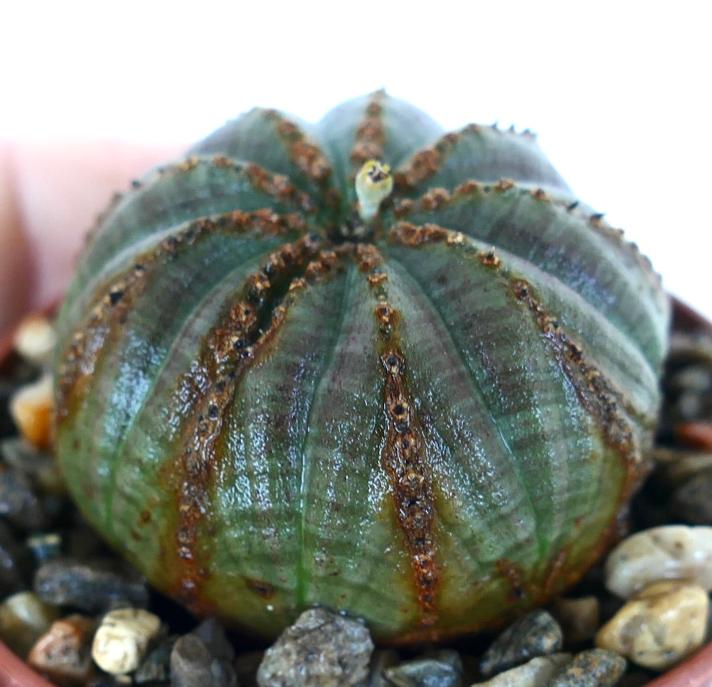 Side view of Euphorbia obesa, displaying its rounded green form with prominent ribs, dotted brown markings, and a small central bud at the crown.