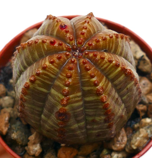 Suculenta Euphorbia obesa con cuerpo acanalado y redondeado y pequeños tubérculos marrones en maceta