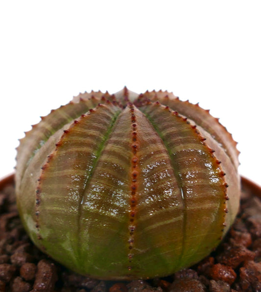 Succulente Euphorbia obesa avec un corps arrondi côtelé et de petites épines rougeâtres poussant dans le sol