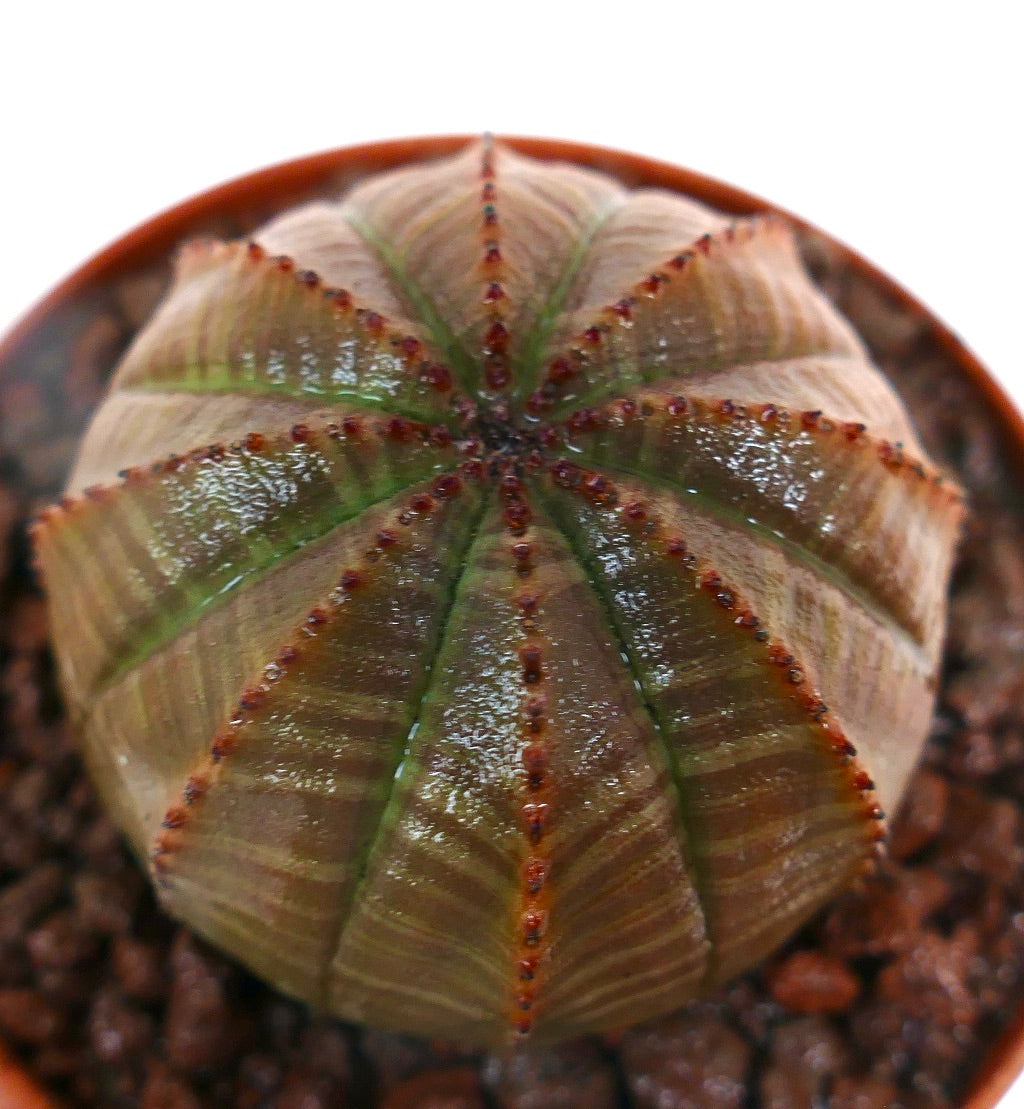 ยูโฟร์เบีย โอบีซา ต้นกระบองเพชรอวบน้ำที่มีซี่โครงกลมลายสีเขียวอมแดงและหนามเล็ก ๆ