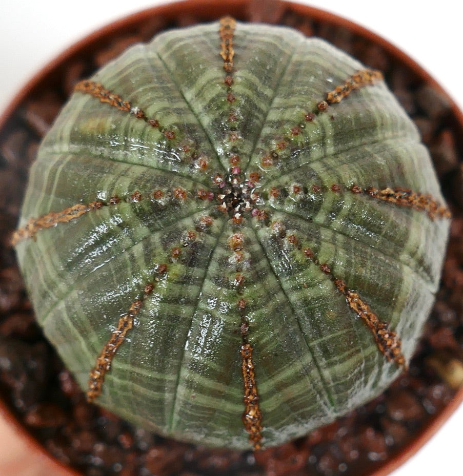 Euphorbia obesa sukkulent med rund, ribbet grønn kropp og små brune areoler