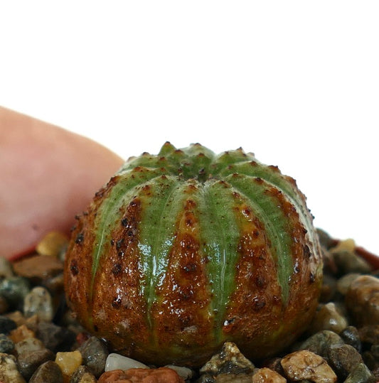 Vista lateral de Euphorbia obesa suculenta con un cuerpo redondo y acanalado, superficie verde que se funde en secciones inferiores marrón rojizas, y pequeños tubérculos elevados, creciendo en una maceta con grava.