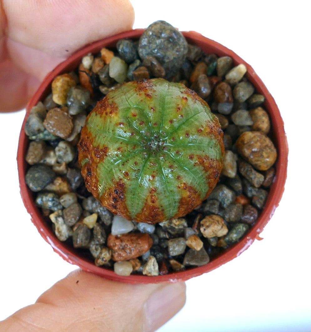 Vista aérea de Euphorbia obesa suculenta en una maceta pequeña con grava, mostrando su cuerpo compacto y esférico con segmentos acanalados y tonos moteados en verde y marrón.
