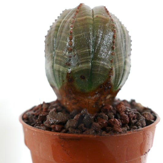 Euphorbia obesa sukkulent med avrundet, ribbet grønn kropp og små brune areoler i potte