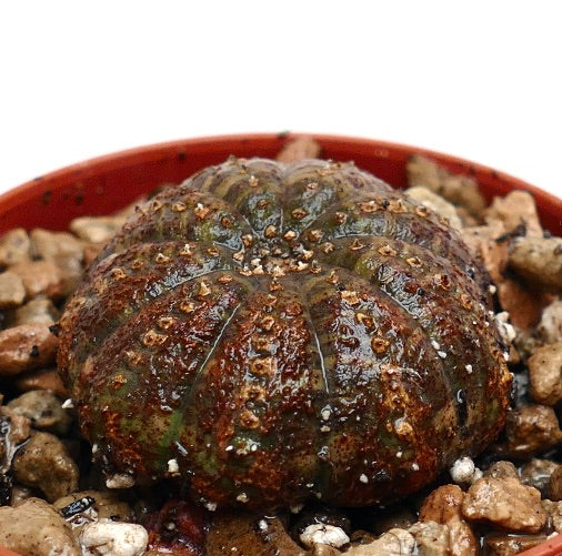 Suculenta Euphorbia obesa con cuerpo redondeado y acanalado y superficie marrón-verde texturizada