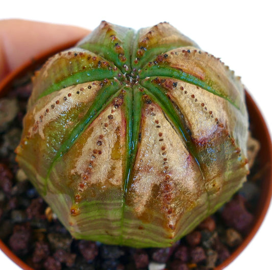 Angled view of Euphorbia obesa SELECTED M16, highlighting its rounded form with green ribs and light brown surface coloration.