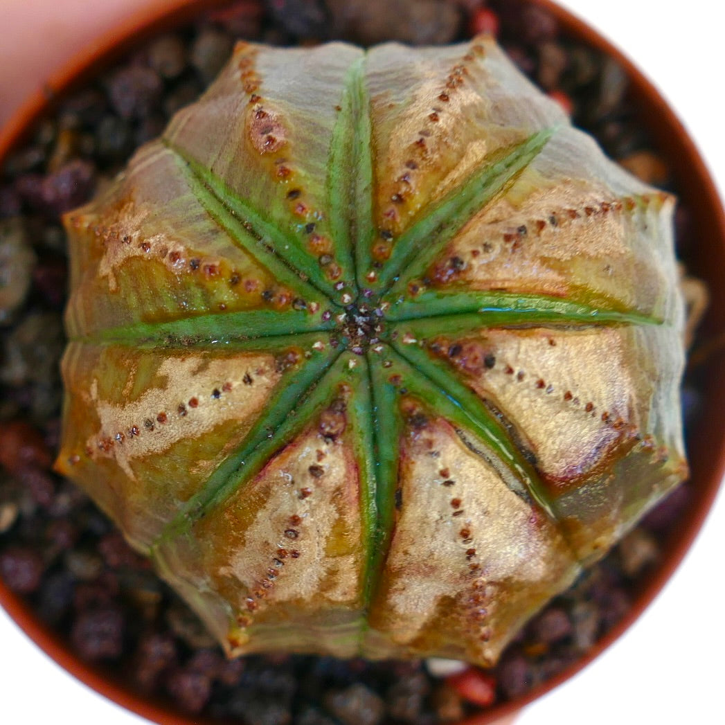 Top view of Euphorbia obesa SELECTED M16, featuring symmetrical ribs with green lines contrasting against a tan-brown background.