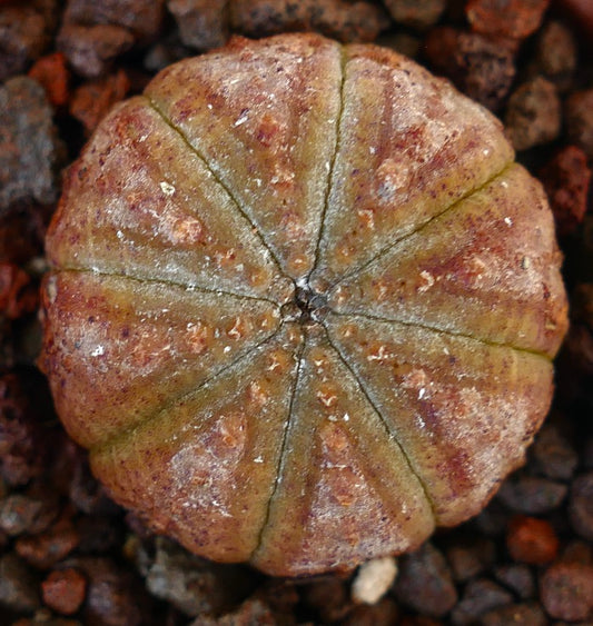 Euphorbia obesa succulent cactus with rounded ribbed body and speckled markings