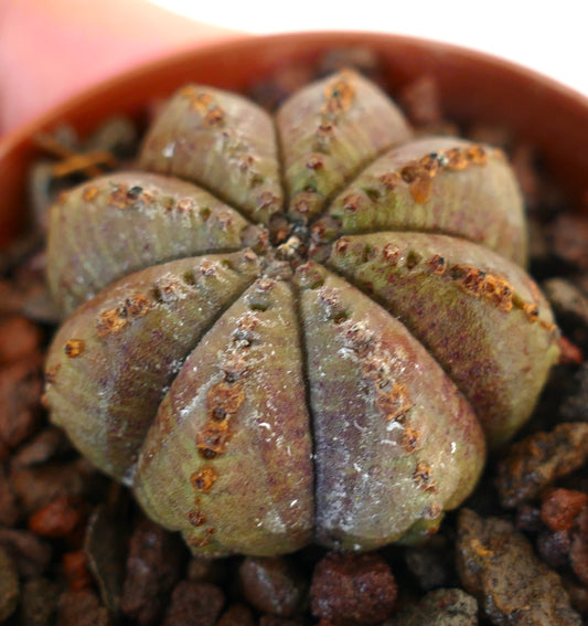 Euphorbia obesa succulent cactus with rounded ribs and textured brown markings in pot