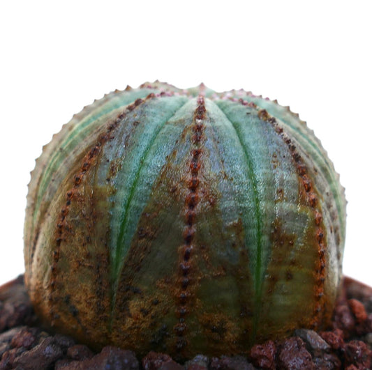 Euphorbia obesa, cactus succulent à forme arrondie avec des côtes brunes texturées dans un terreau