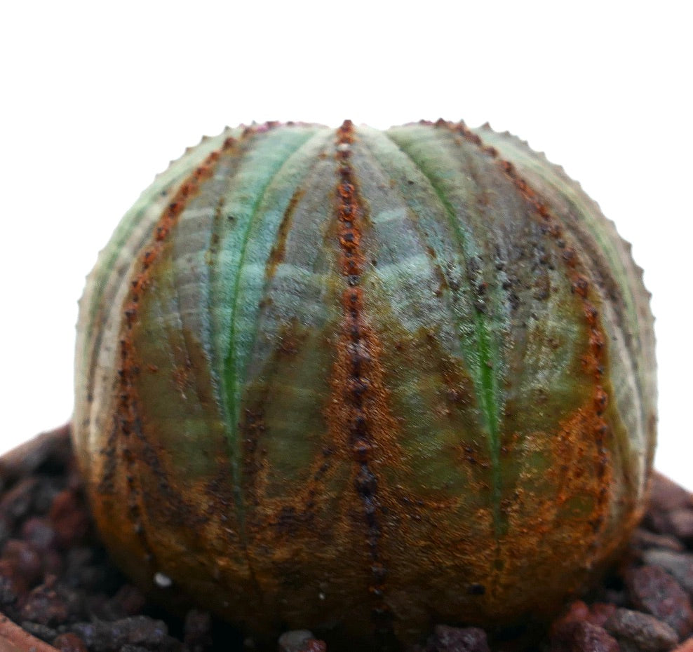 Euphorbia obesa vetplant met een rond geribd lichaam en roestbruin gestructureerde patronen