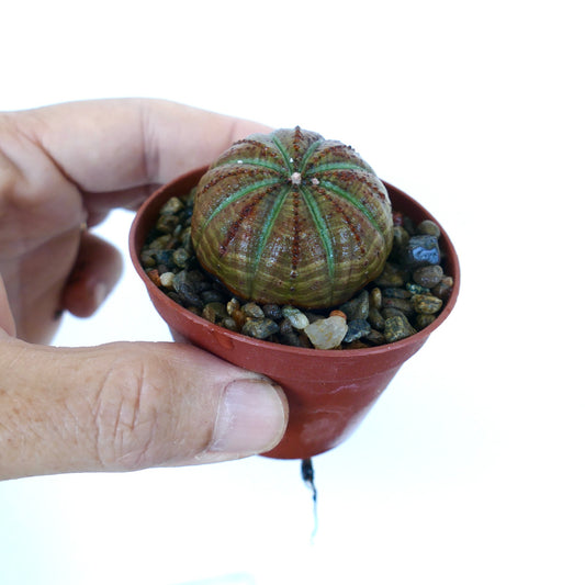 Cactus coleccionable Euphorbia obesa SELECCIÓN DE PATRONES en una maceta pequeña, mostrando su forma redonda de bola con costillas verdes, marcas marrones con patrones y forma de crecimiento compacta.