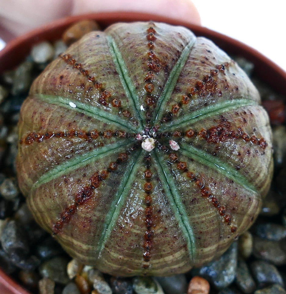 Euphorbia obesa híbrido suculento de PATRONES SELECCIONADOS, vista superior que resalta su estructura simétrica de costillas, cuerpo verde oliva y areolas marrones con puntos uniformemente espaciados.