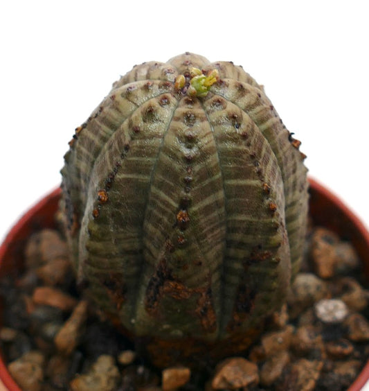 Euphorbia obesa rare succulent cactus with ribbed green body and small brown spots