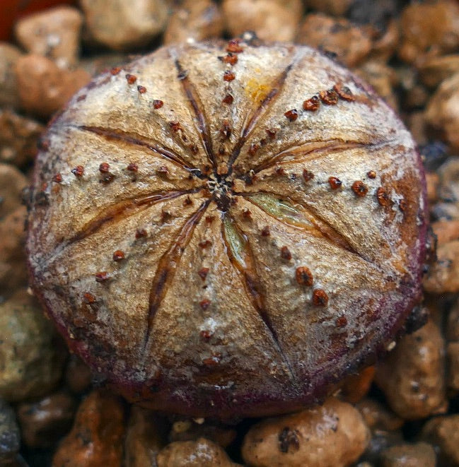 Euphorbia obesa suculenta rara con cuerpo redondeado acanalado y pequeños tubérculos marrones