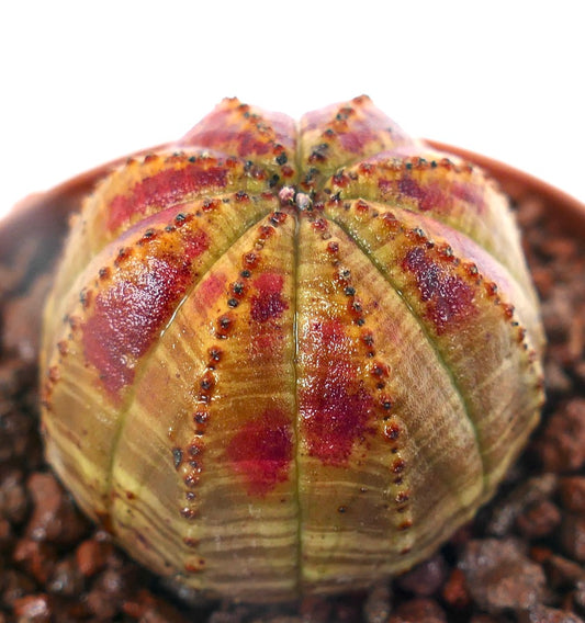 Euphorbia obesa sukkulent med runde ribber og karakteristiske røde merker på stamme seksjoner