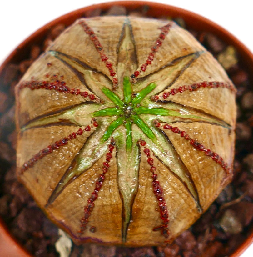 Succulente Euphorbia obesa avec une forme arrondie et des crêtes ponctuées de rouge sur une surface beige