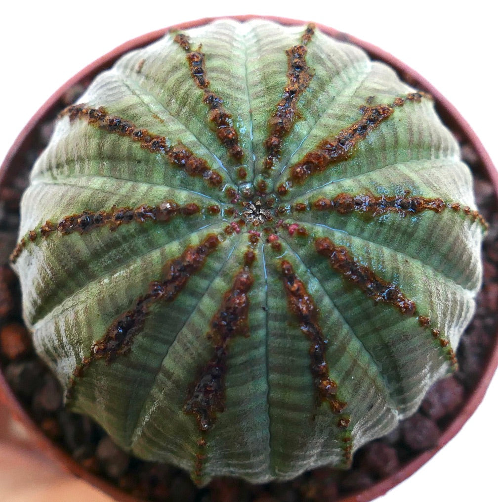 Euphorbia obesa cacto suculento com corpo arredondado e com costelas e areólas castanhas em vaso