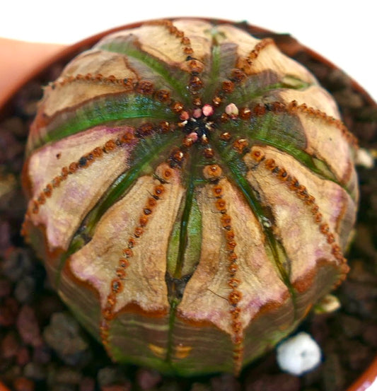 Top view of Euphorbia obesa highlighting its symmetrical ribbed structure, green and brown coloration, and central growth point.
