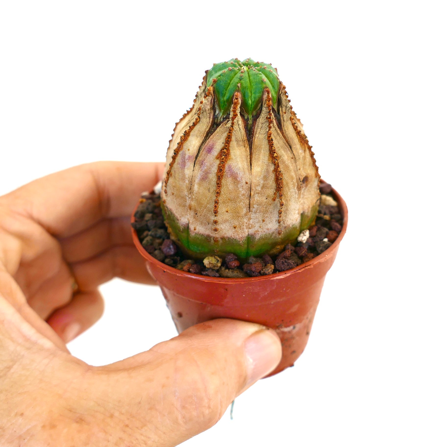 ユーフォルビア・オベサ厳選個体 | Botanical Archive | 今すぐ購入