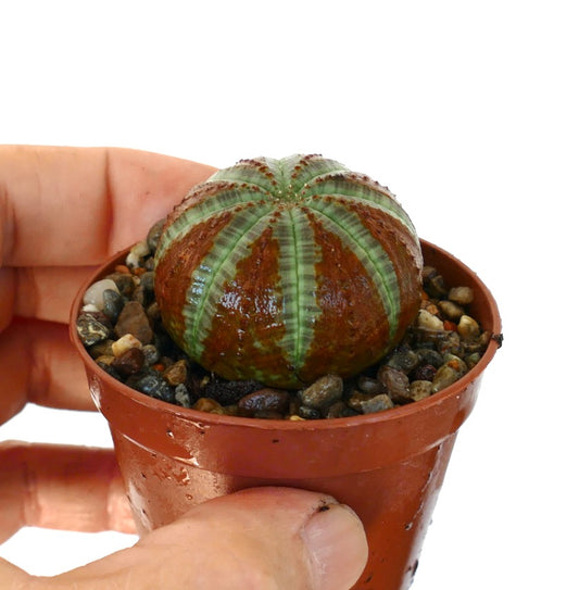 손에 들려 있는 작은 플라스틱 화분 속 Euphorbia obesa가 둥근 형태와 뚜렷한 능선, 대칭적인 녹색과 적갈색 무늬를 보이고 있습니다.