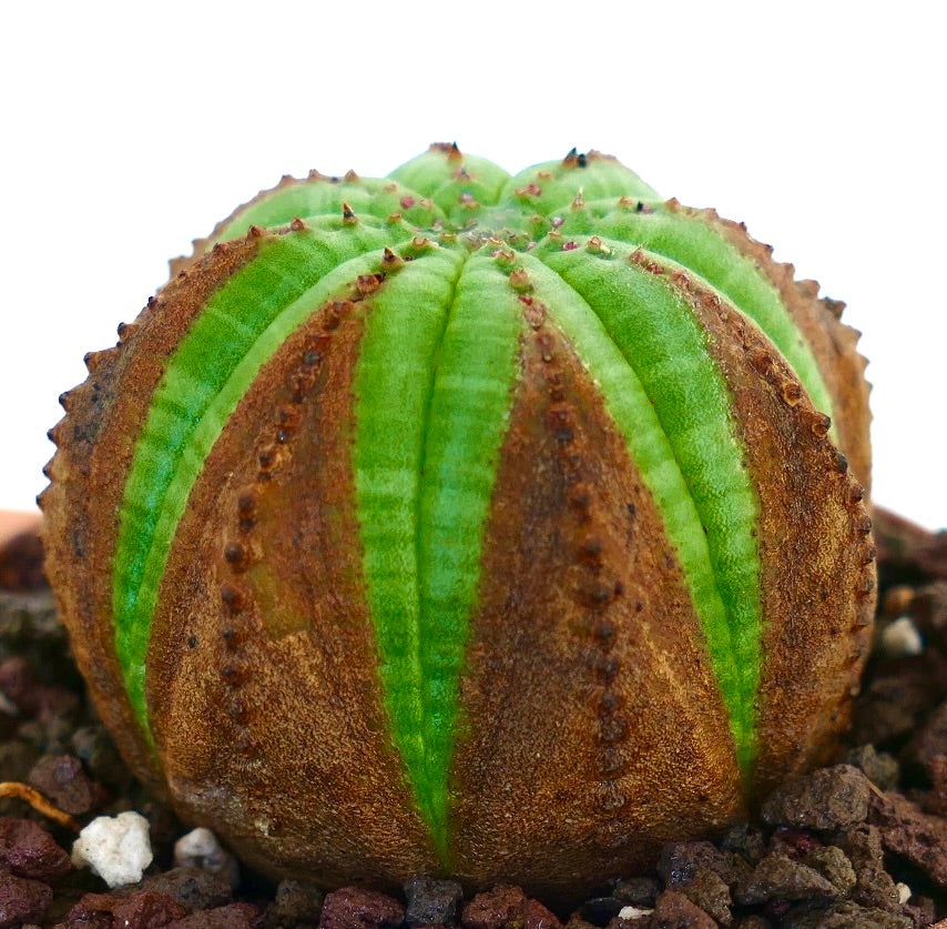 激レア 3頭 希少 ユーフォルビア オベサ Euphorbia obesa 選抜 けい