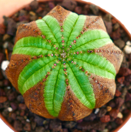 Top view of Euphorbia obesa with distinct green and brown patterned ribs, small tubercles, and central growth point.