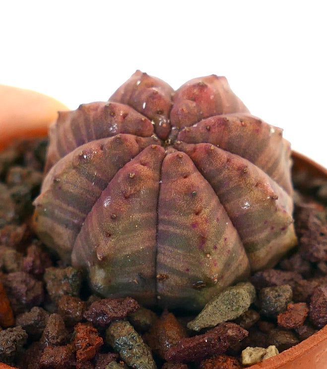 Succulente Euphorbia obesa avec des nervures arrondies en forme d'étoile et une surface texturée brun rougeâtre
