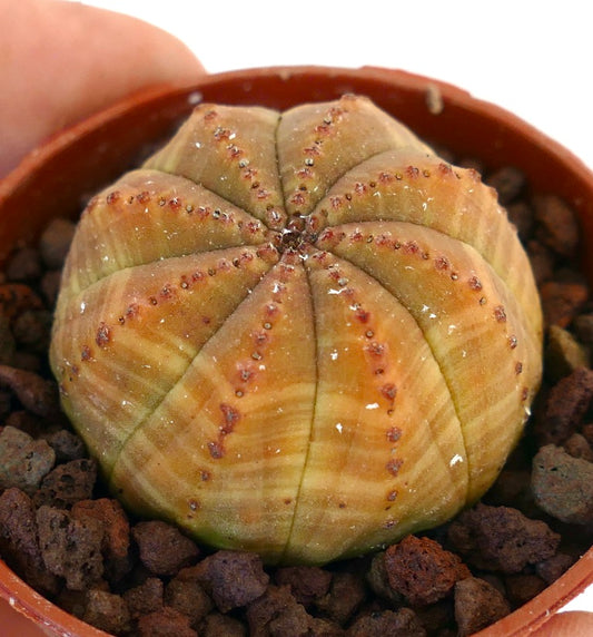 Euphorbia obesa succulent with rounded ridges and small brown tubercles in pot
