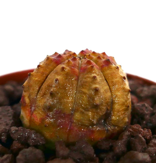 Euphorbia obesa liten succulent med avrundede åser og rødlig topp i steinete jord