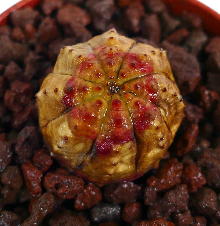 ユーフォルビア・オベサ 小型多肉植物、丸みのあるリブと質感のある表面に赤みを帯びた斑点