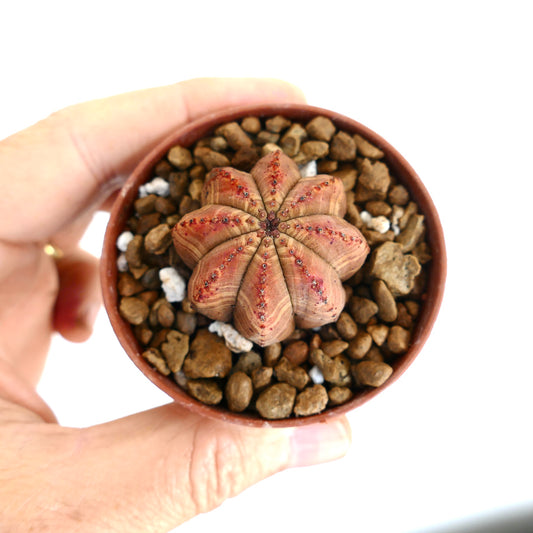 Euphorbia obesa succulent with star-shaped ridges and reddish-brown textured surface in pot
