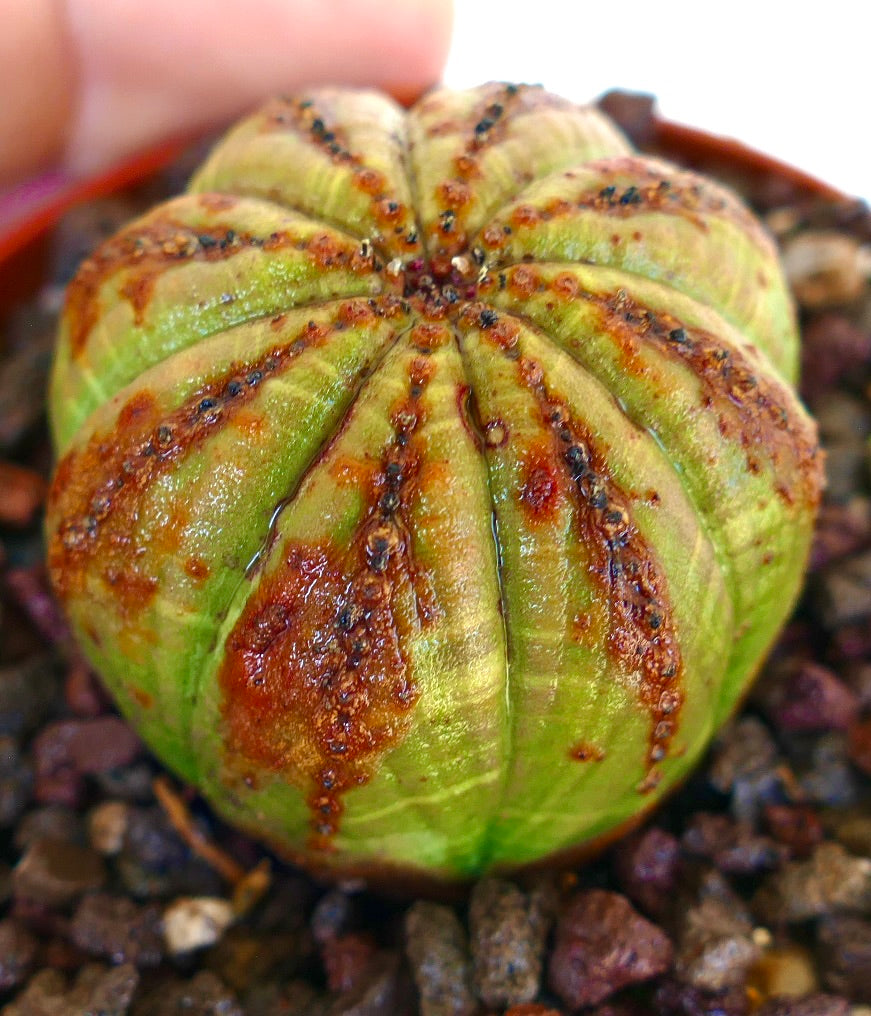 Vue latérale d’Euphorbia obesa en pot, montrant son corps vert côtelé avec des marques brunes proéminentes et des crêtes ponctuées de rouge.