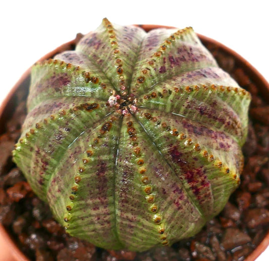 Euphorbia obesa STARSHAPE GREEN & PINK L1