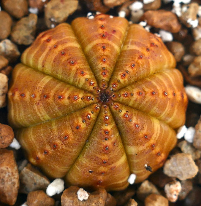 Euphorbia obesa succulent cactus with rounded ribbed structure and brownish-green tones