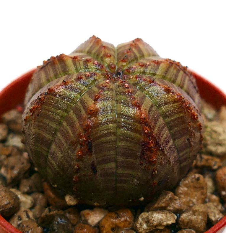 Euphorbia obesa striped succulent with rounded ribs and small reddish tubercles in pot