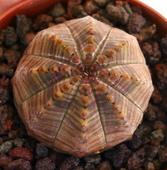 Euphorbia obesa striata rare succulent cactus with brownish ribbed body and small tubercles