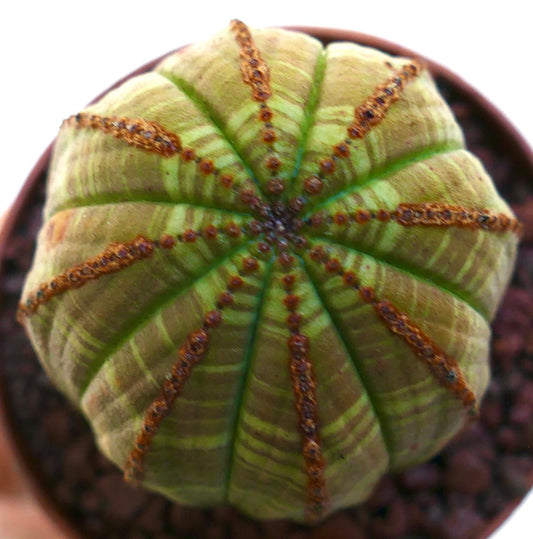 Succulente Euphorbia obesa avec des motifs rayés élégants et des crêtes texturées en pot