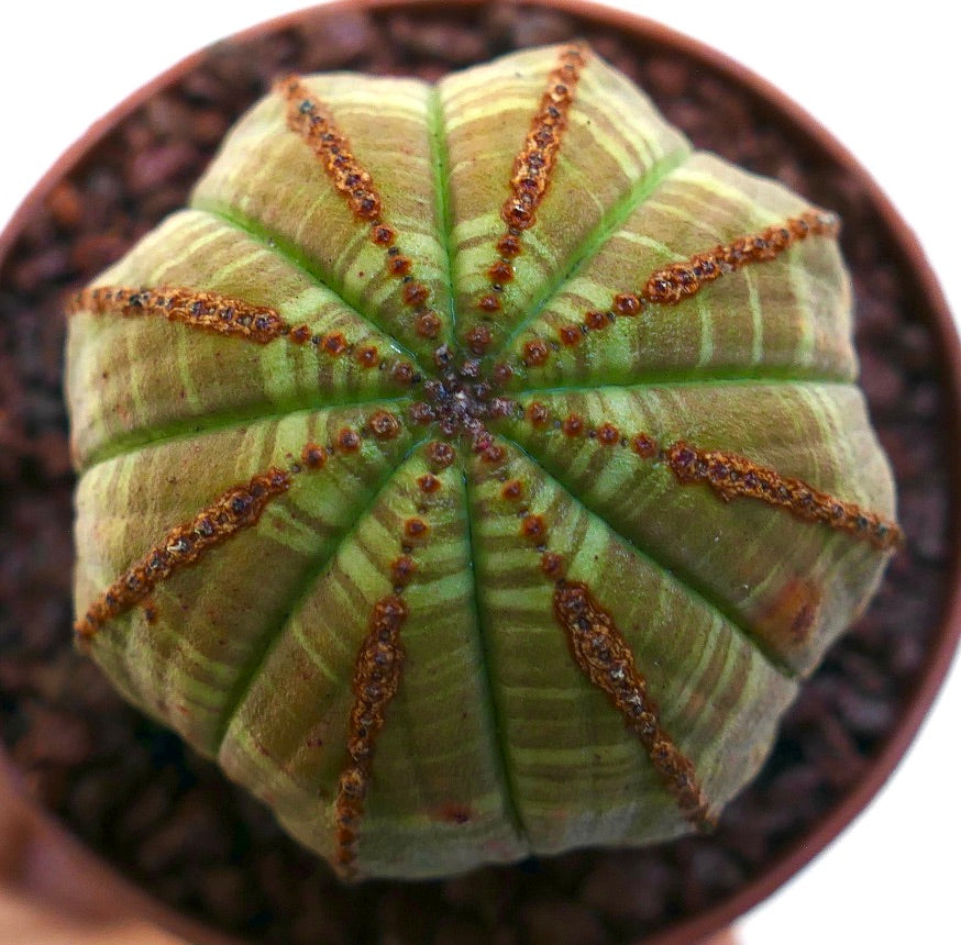 ยูโฟร์เบีย โอเบซา ต้นอวบน้ำทรงกลมมีซี่โครงและลวดลายลายทางสีน้ำตาลเรียบหรู