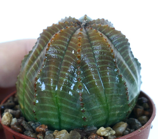 Rare Euphorbia obesa STRIATA GRAY GREEN cactus, side view highlighting its glossy ribbed structure, green lower half, gray upper tones, and neat brown tubercle rows.